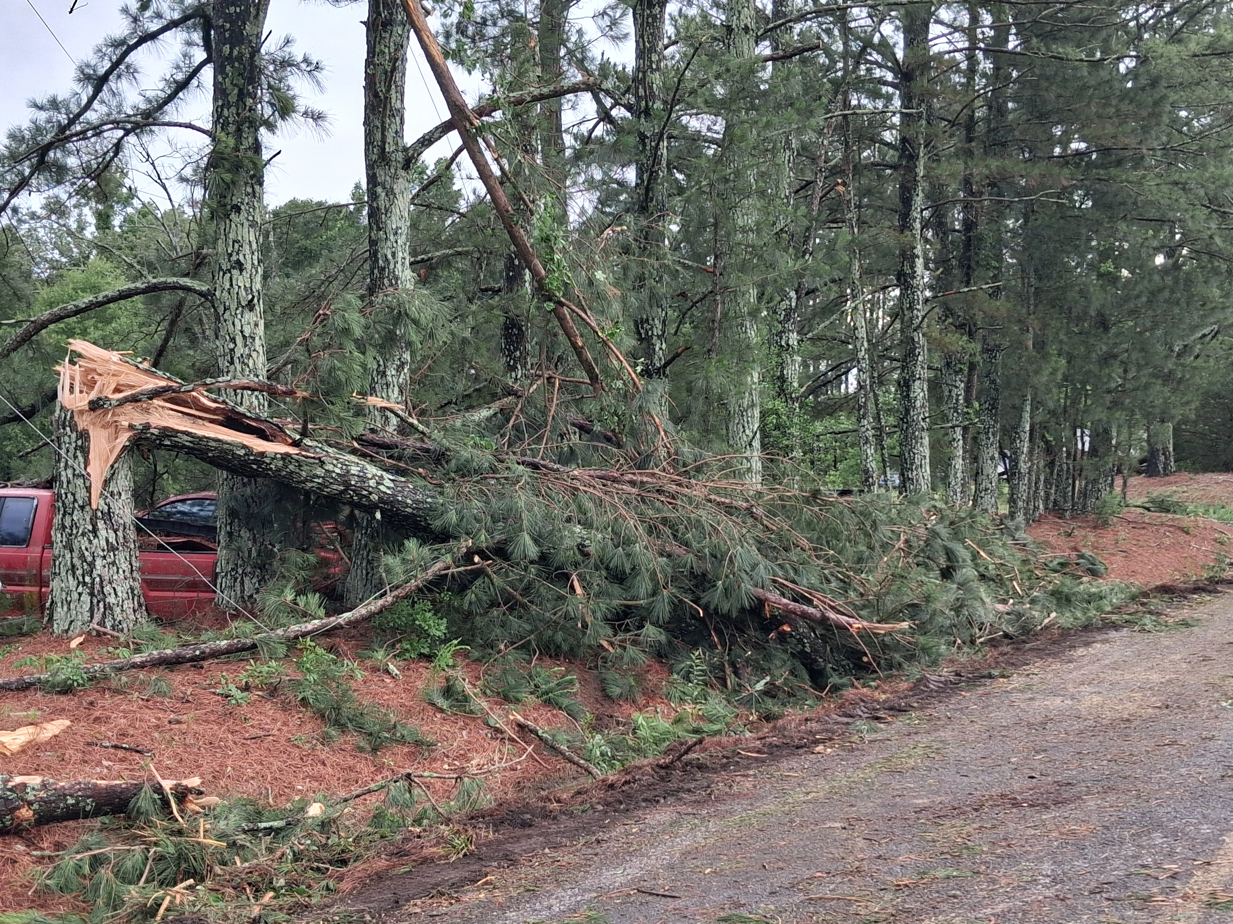 Tree snapped in half by a tornado