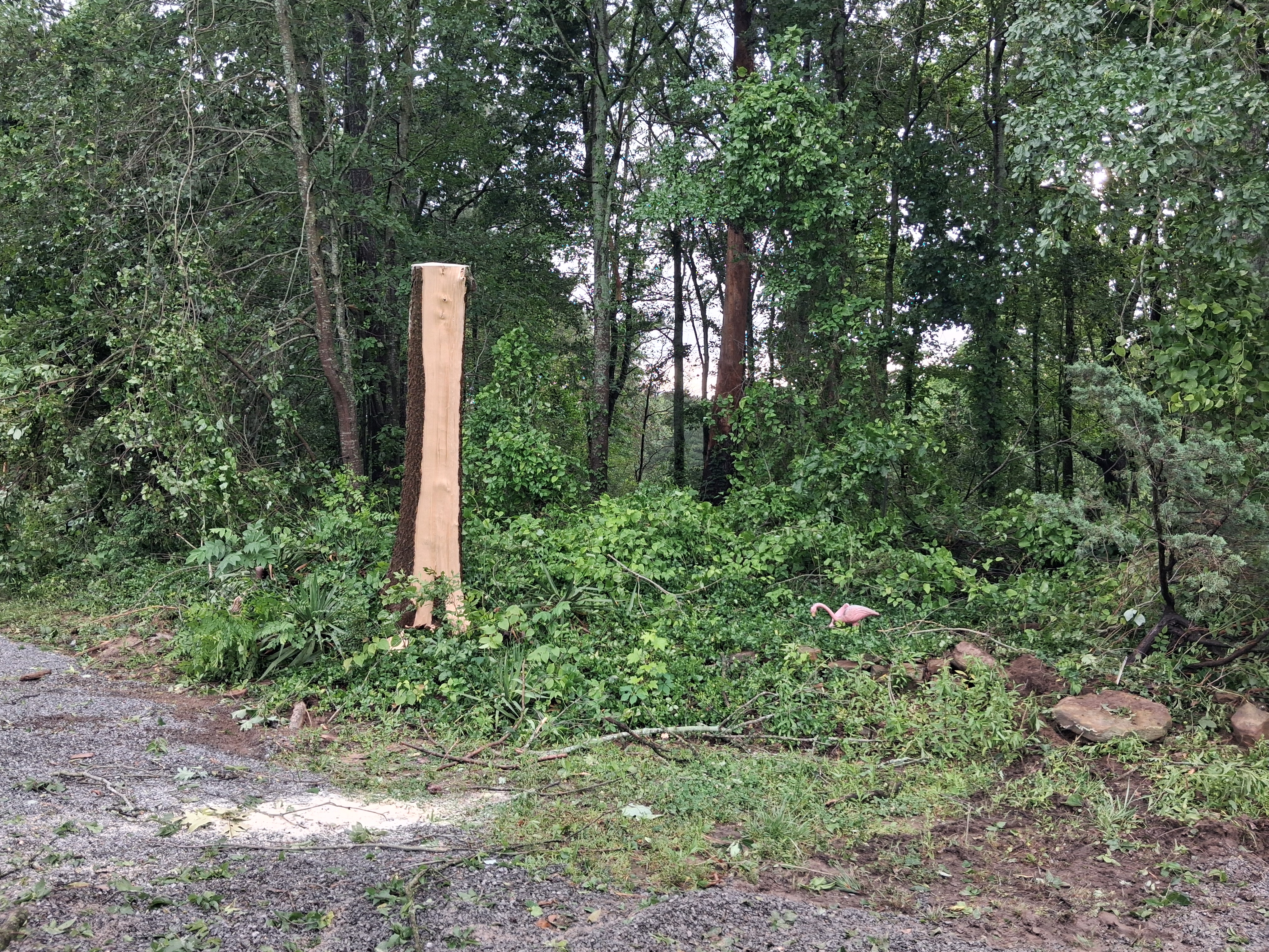 Where is the tree?